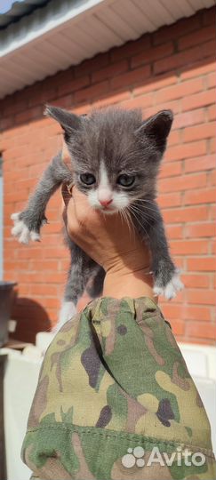 Котенок девочка от мамы мышеловки