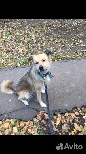 Передержка собак