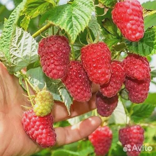 Саженцы Малины