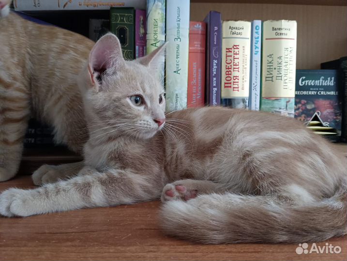 Котёнок 3 мес