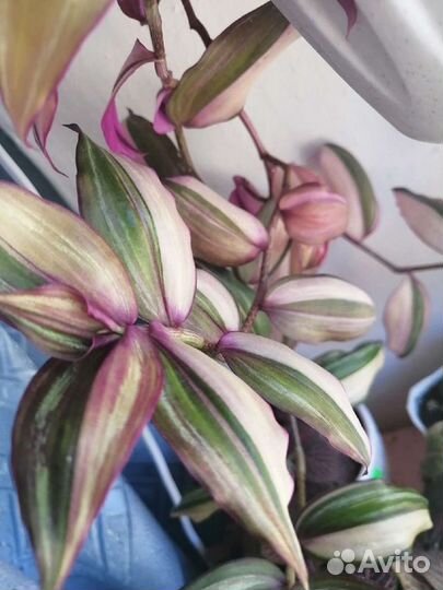 Традесканции 111