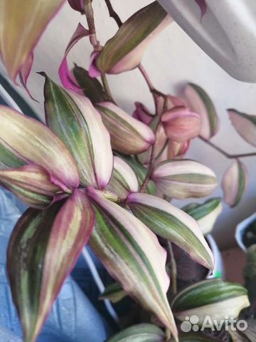 Традесканции 111