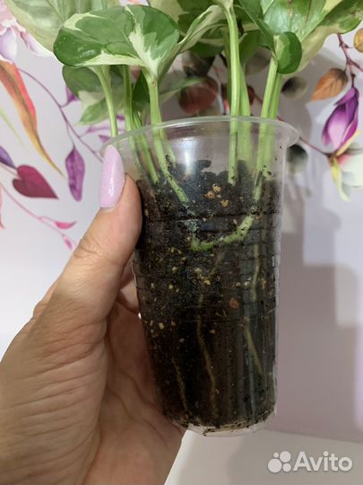 Эпипремнум энджой n joy сциндапсус