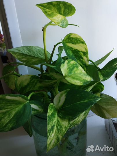 Эпипремнум золотистый