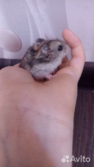 Хомяки джунгарские и породистые