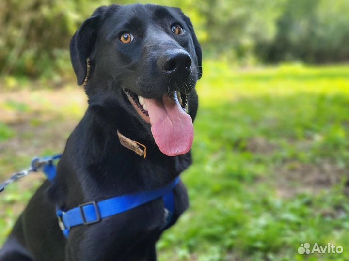 Молодая собака редкой красоты