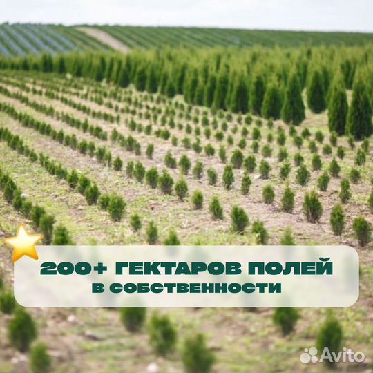 Ель в горшке