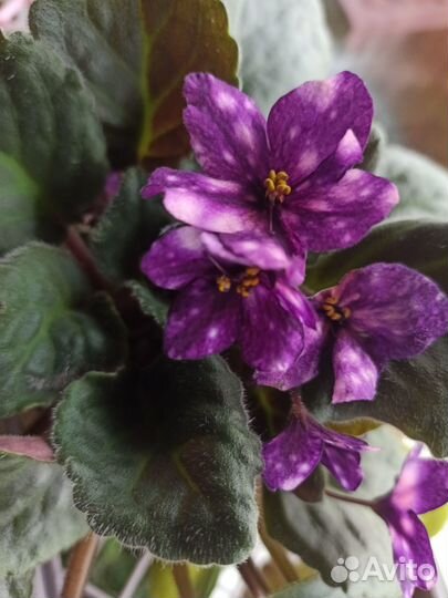 Растения для сада и дома