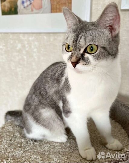 Кошечка в Добрые руки