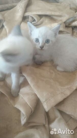 Котенка в добрые руки