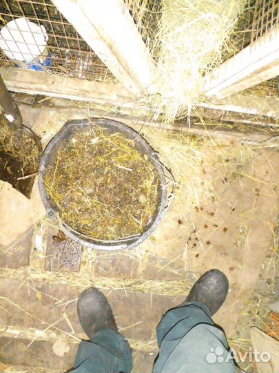 Навоз кроличий