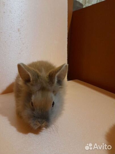 Декоративные кролики