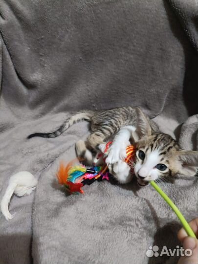 Ориентальный малыш