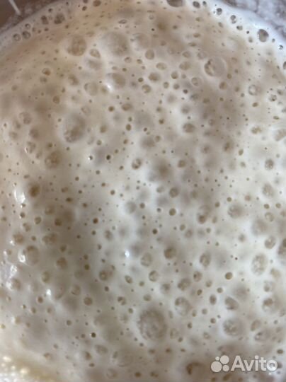 Контейнер с закваской