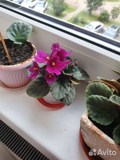 Фиалка сенполия