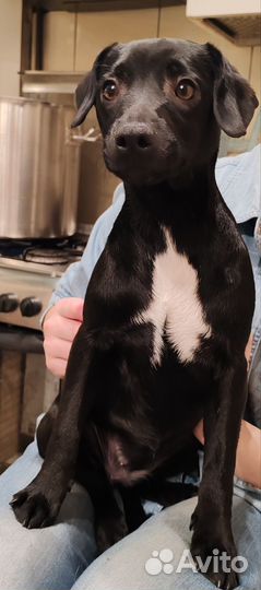 Паттердейл терьер