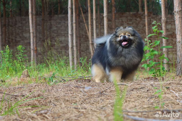 Кобель волчьего окраса вязка