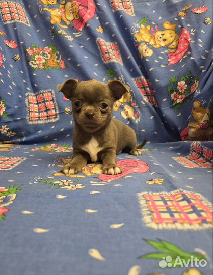 Щенки чихуахуа мальчики мега классные детки