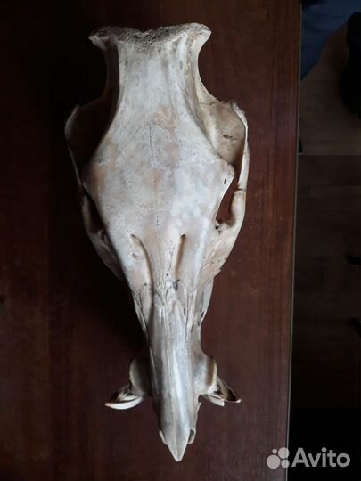 Череп кабана