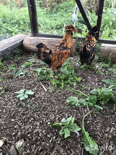 Молодые петухи