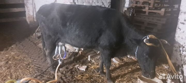 Быки тёлки коровы