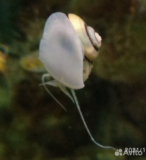 Улитка Спикси (asolene spixi) 