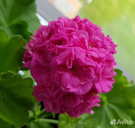 Пеларгония разная