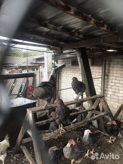 Молодые курочки, петухи и циплята