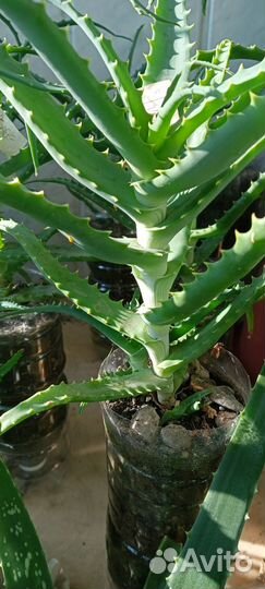 Алоэ гигант Древовидное и Вера