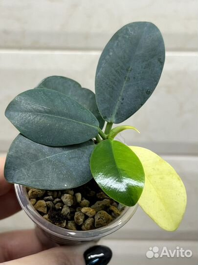 Фикус формоза вариегатный