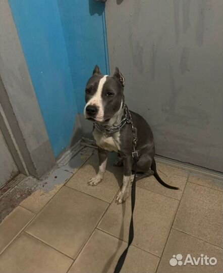 Стаффордширский терьер Вязка