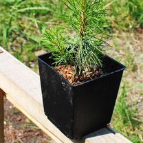 Саженцы Сосны / Сосна обыкновенная / Хвойные Саженцы Саженцы P9 зкс