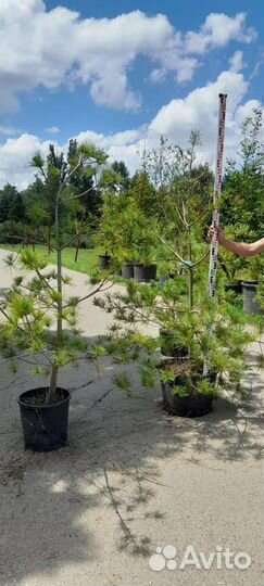 Сосна Веймутова