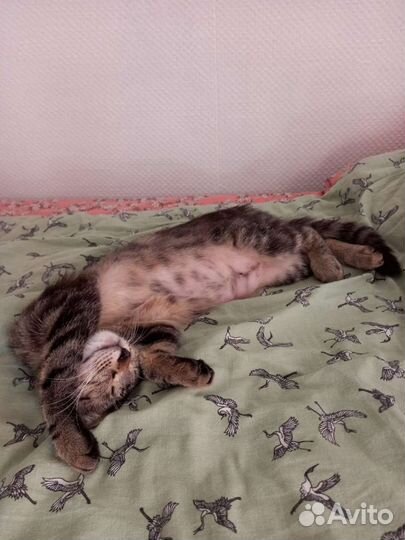 Юная кошечка Мэри хочет домой