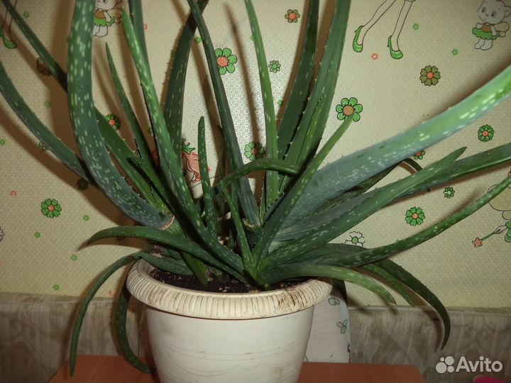 Алое вера в горшке, на срез