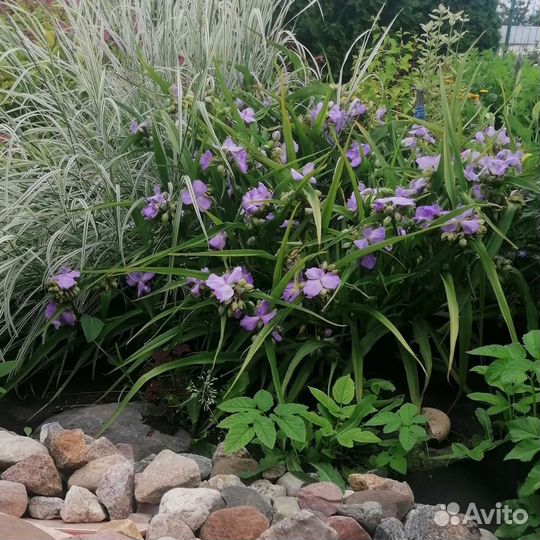 Райграс бульбоносный