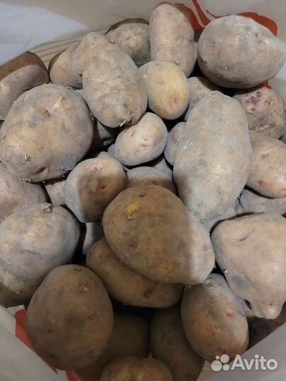 Продам картофель