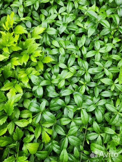 Многолетние растения