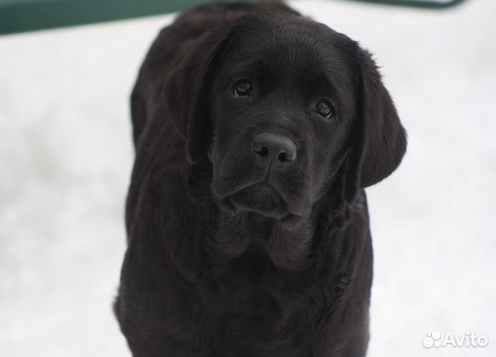 Щенки лабрадора