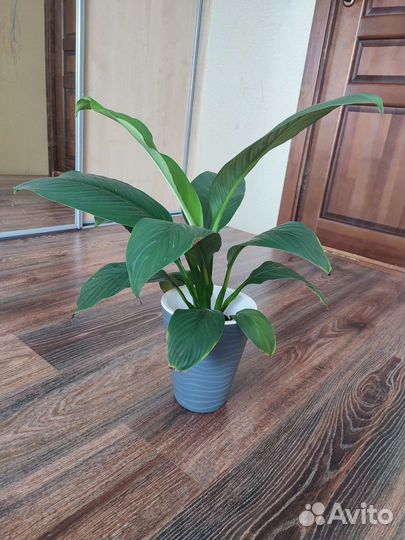 Спатифиллум сенсация