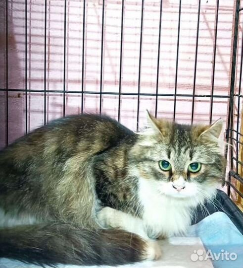 Кошки в добрые руки бесплатно