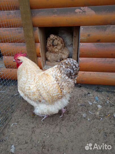 Яйцо инкубационное, петухи