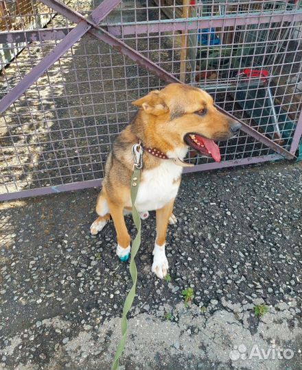 Молодой добрый пес томится в приюте, ждет семью