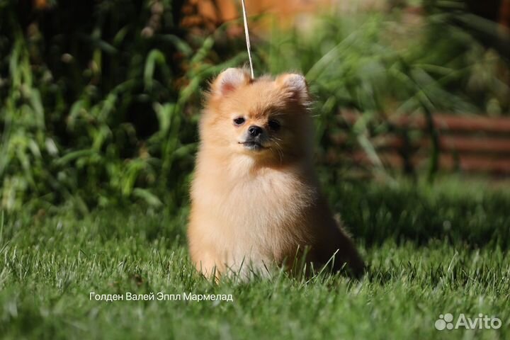 Померанский шпиц мини мальчик