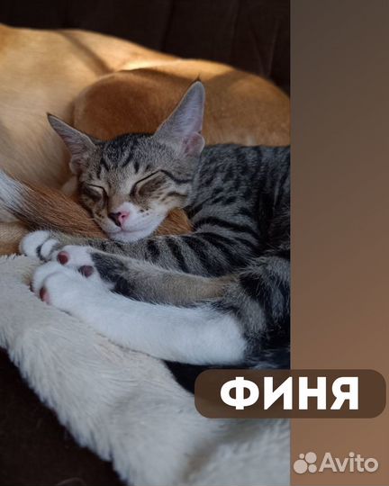 Котенок 4 месяца Настоящий грузинский кот