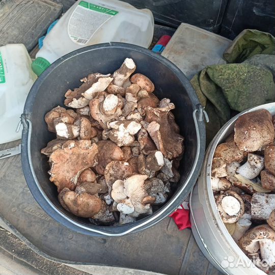 Грибы опята свежие
