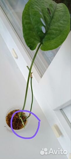 Амидриум Медиум Сильвер(Монстера)