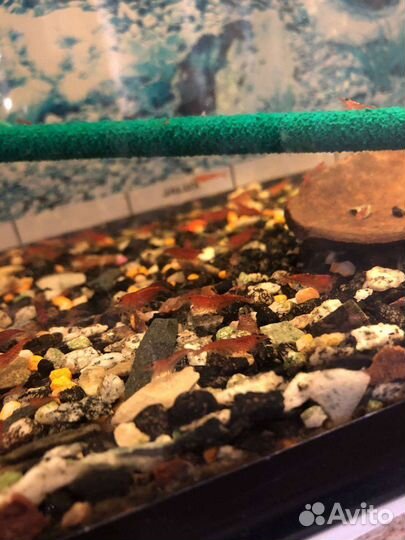 Аквариумные креветки