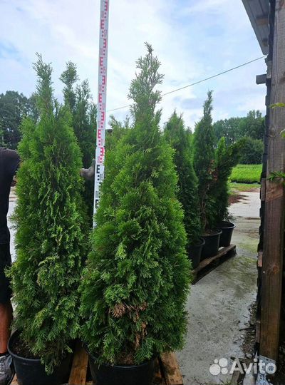 Туя Оптом от 10 шт Саженцы туи Смарагд 120-140 см