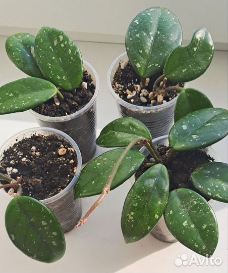 Хойя вилбур грейвс